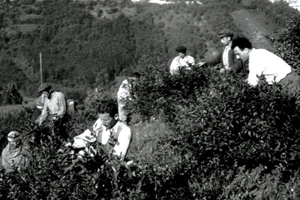 Çayın Tarihi
